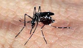 Semana de combate ao Aedes aegypti mobiliza mais de 210 mil instituições